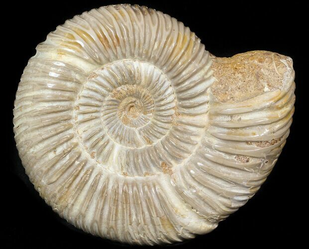 Perisphinctes Ammonite - Jurassic #45411